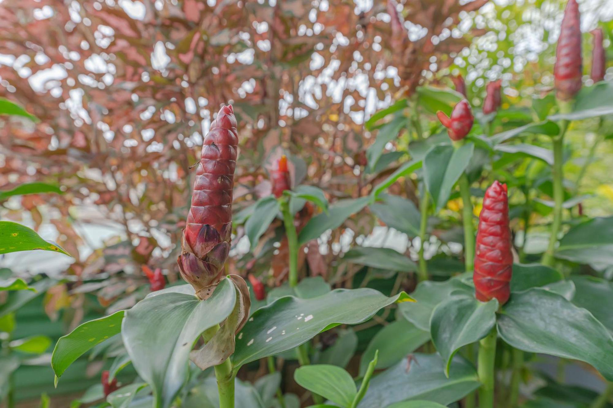 Udupi Homestay Garden Villa Kültér fotó